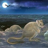 Australia has some new marsupial species -but they're already extinct
