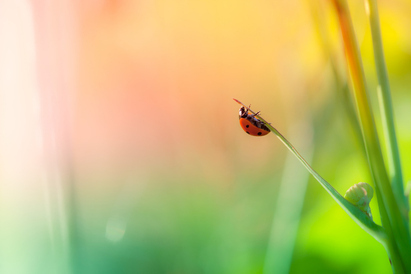 Powering nature's future through public and private markets