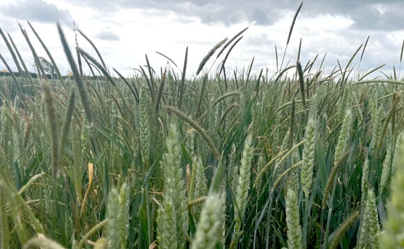 Crop It Like It's Hot: Expert tips to boost grass-weed control