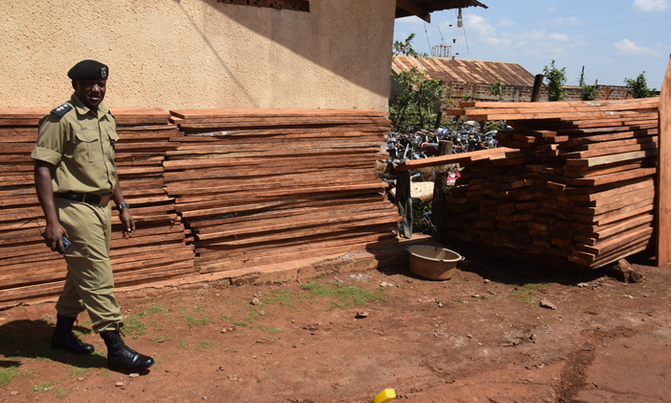 Former legislator in trouble over illegal timber Former legislator in trouble over illegal timber