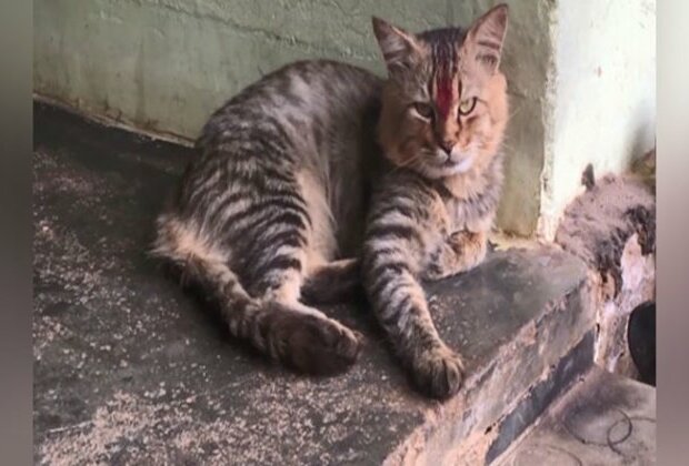 Missing cat reunites with family in Kerala after 2 years