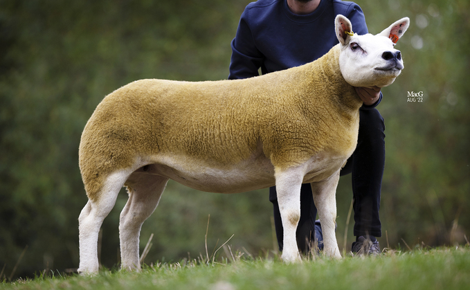 Cowal bred ewe which sold for 45,000gns (photo as a gimmer)