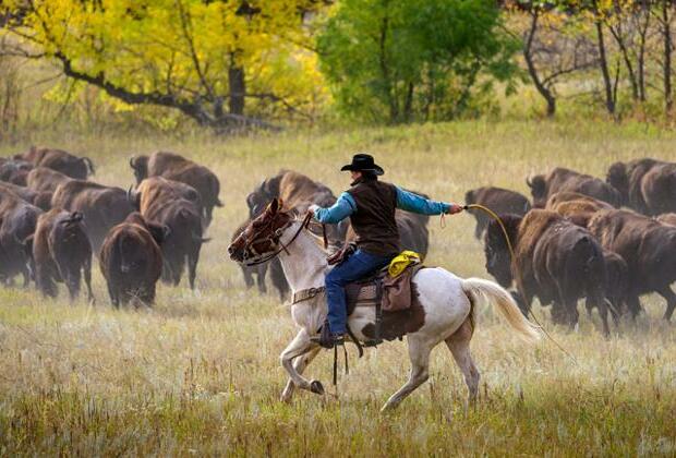 South Dakota conducts annual bison roundup at Custer State Park