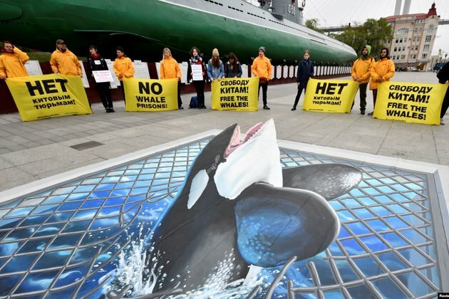 Russia to Release Killer Whales in New Habitat, Despite Expert Advice