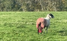 Lamb killed and one ewe injured after dog attacks in Wiltshire