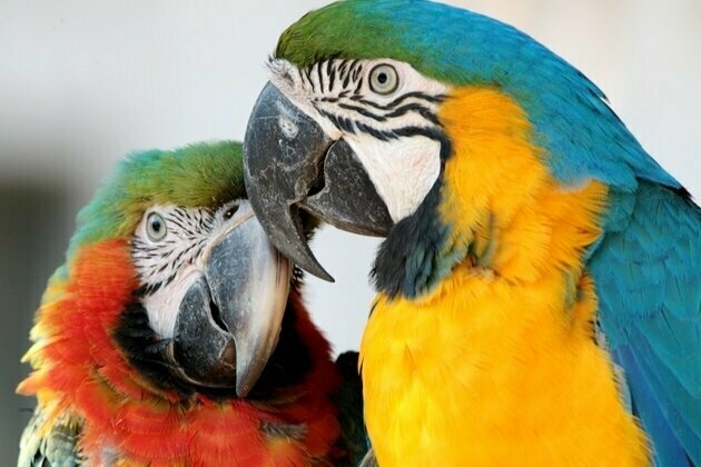 Macaw parrots bring vibrant spring colors to Shanghai Zoo