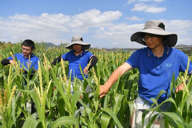 China harnesses AI to revolutionize smart breeding, crop development