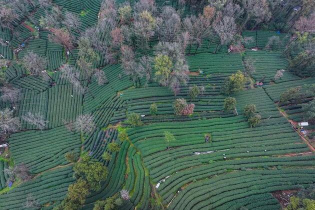 Millennium-old tea gardens in east China meet the age of drones, automation