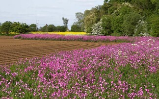 The �������� Guardian arable podcast: What do the latest SFI actions mean for arable farmers?