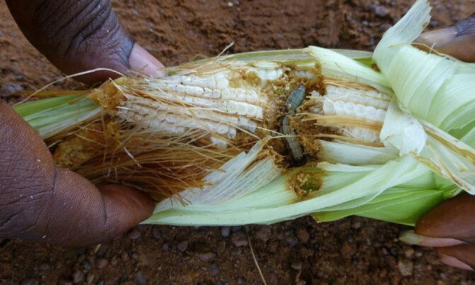 Crop-killing pests 'threaten African harvests' Crop-killing pests 'threaten African harvests'