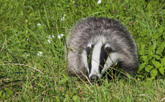 Organic Flintshire dairy farmer warns badgers putting lapwings at risk