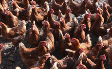 Poultry farm 'blaze' kills 8,000 birds in Anglesey