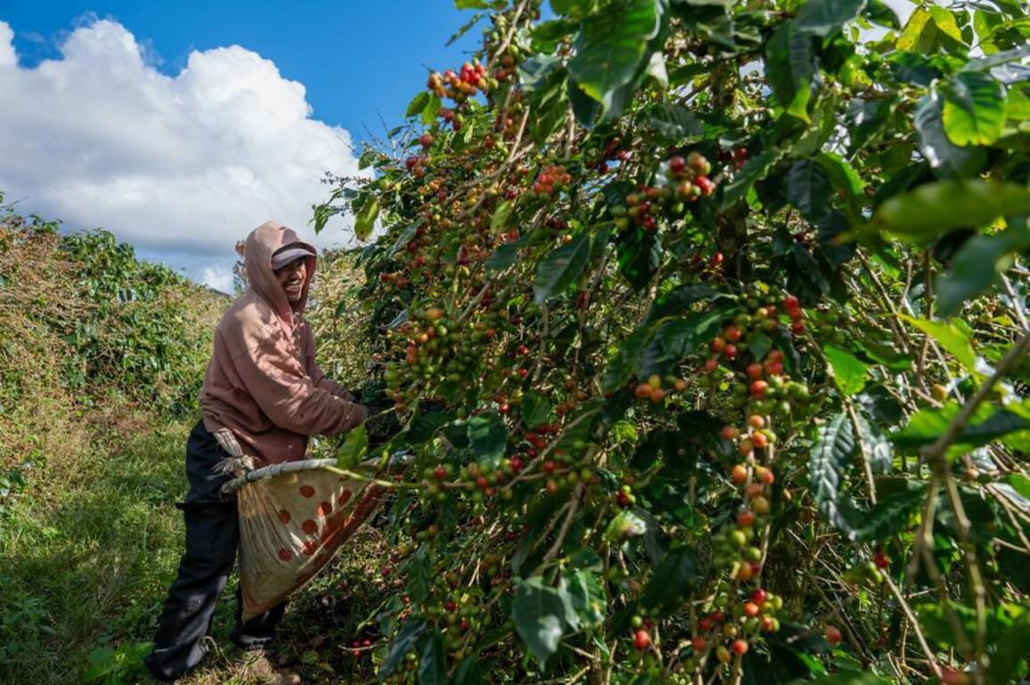 Asia Album: Coffee bean harvest in Laos
