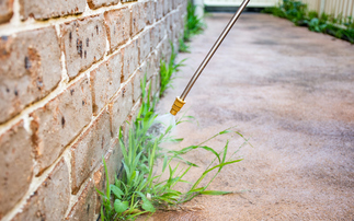 Study: More than half of UK councils use 'harmful' pesticides in public spaces