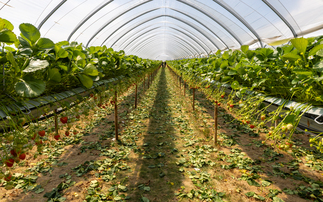 M&S awards funding to bee-tracking sustainable strawberry project
