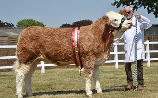 Simmental heifer reigns supreme at Suffolk Show
