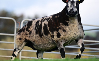 Firefly sets new Dutch Spotted female record