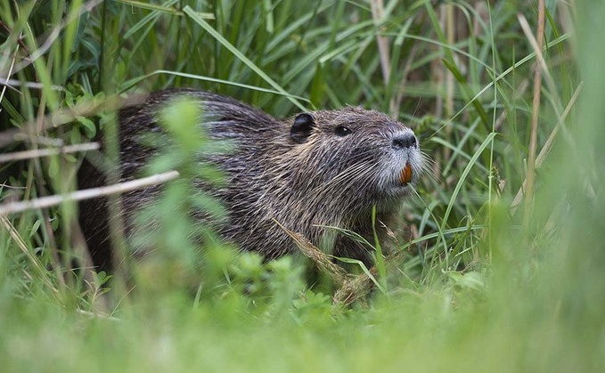 Industry slams 'last minute' law to protect beavers