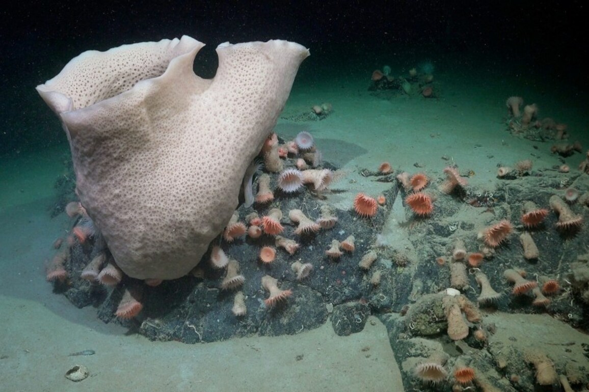Massive iceberg breakaway exposes undiscovered creatures beneath Antarctic waters