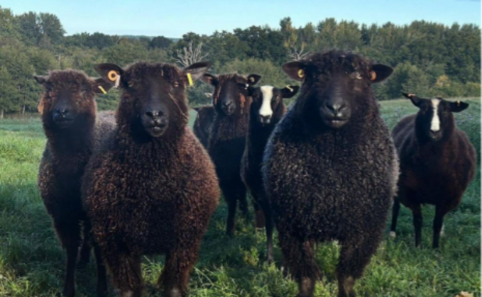 Sheep of the Year: Black Wensleydales and Zwartbles in Hampshire by @smallholder_farm_girl 