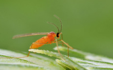 Monitor for pest thresholds in wheat and barley