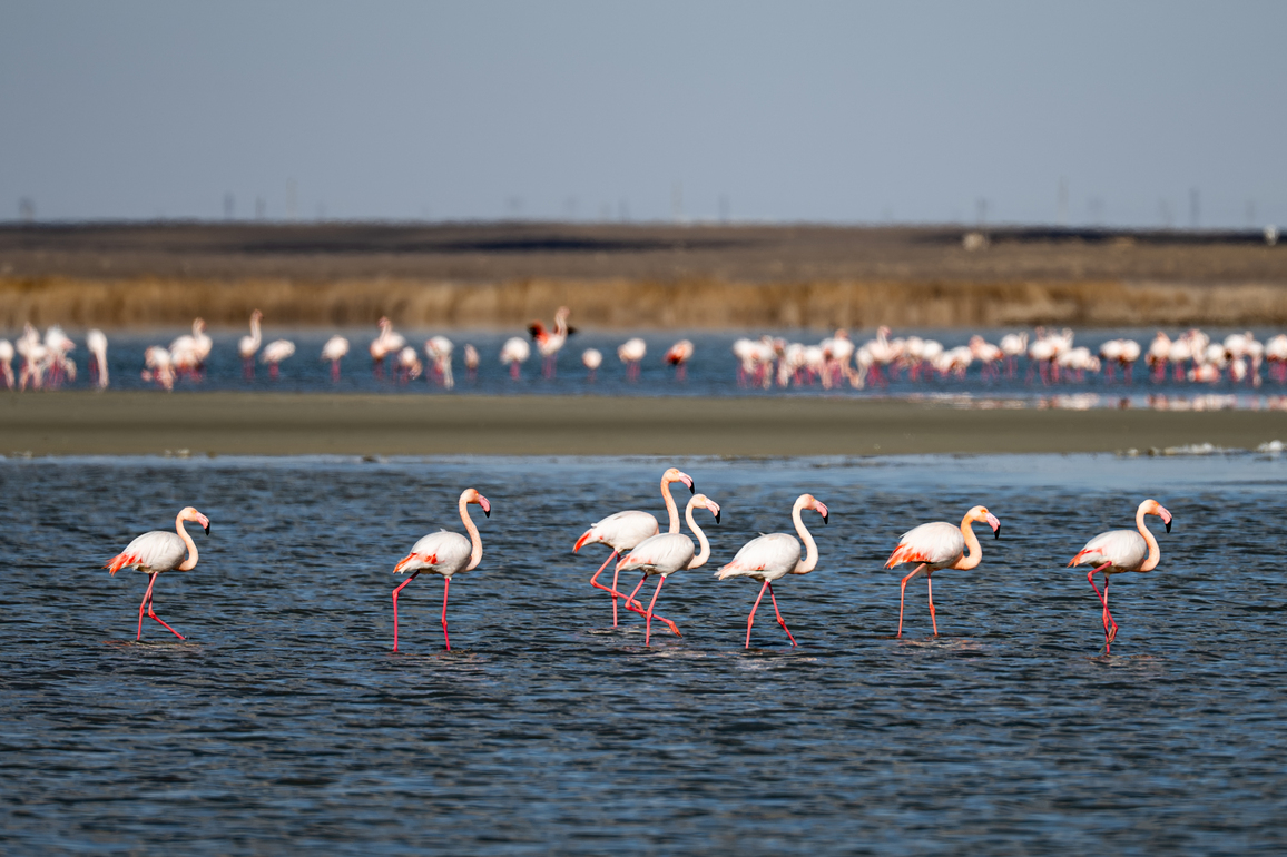 KAZAKHSTAN-AKTAU-FLAMINGO
