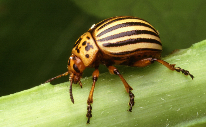 If not eradicated, Colorado potato beetles are a significant threat to potato crops. 