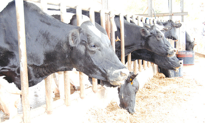 Kabarole GISO arrested over theft of cattle Kabarole GISO arrested over theft of cattle