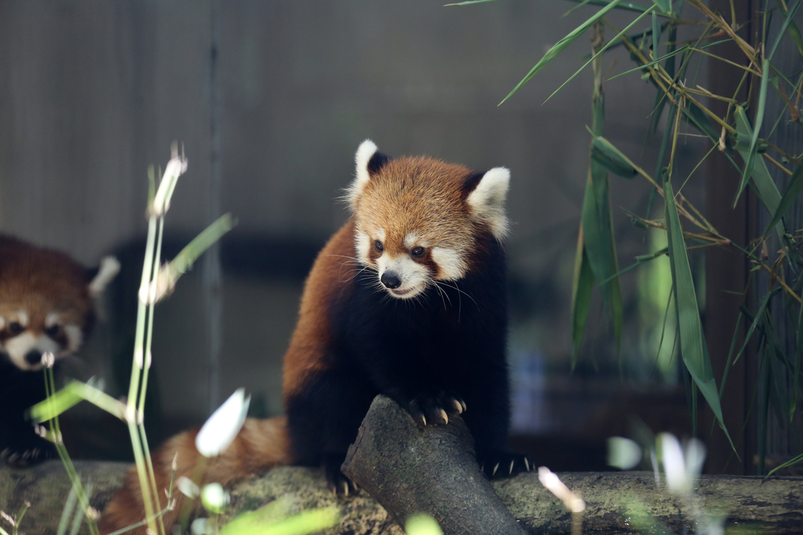 MYANMAR-YANGON-YANGON ZOOLOGICAL GARDEN-RED PANDA