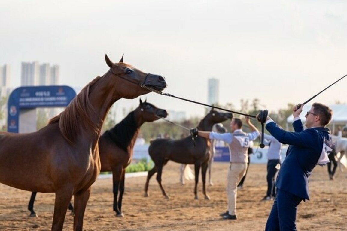 Thrilling finale for Emirates Arabian Horse Global Cup China 2025