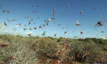 Locusts 703 422 350x210
