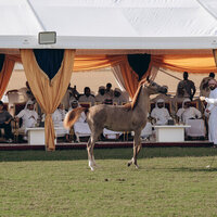 Total sales reach AED6.4 million at Ajman Arabian Horse Auction