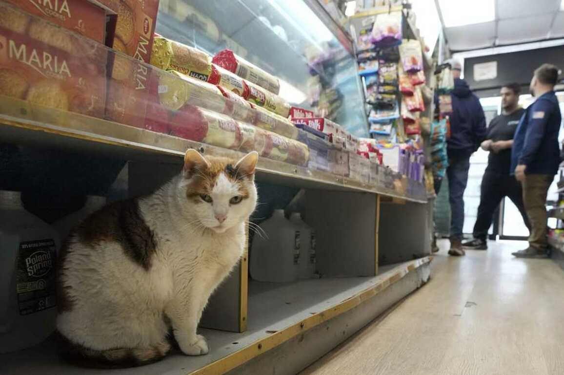Despite violating state regulations, bodega cats are loved in NY