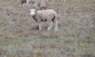 Post-lambing feed management is vital for sheep, especially in drier conditions.