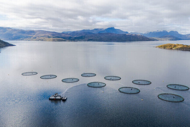 Norways fish farm waste triple the countrys sewage  report