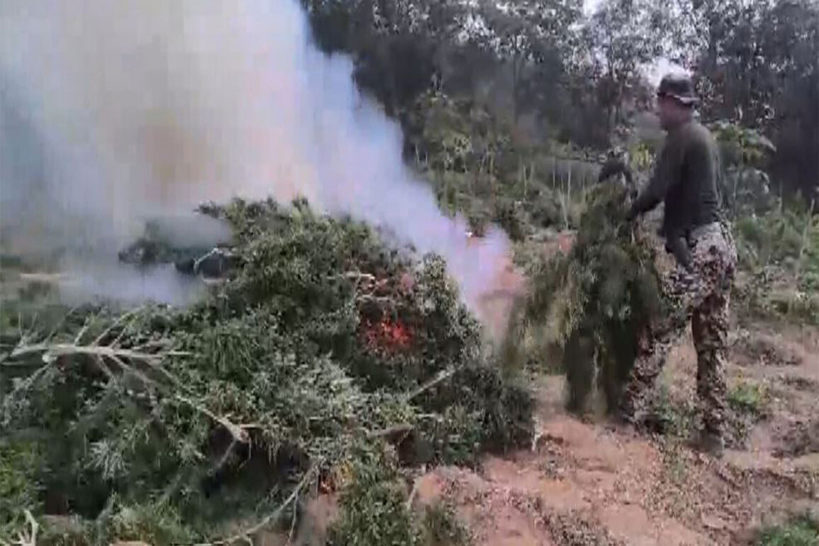 Tripura: Security forces destroy ganja cultivation worth 27 crore on forest land