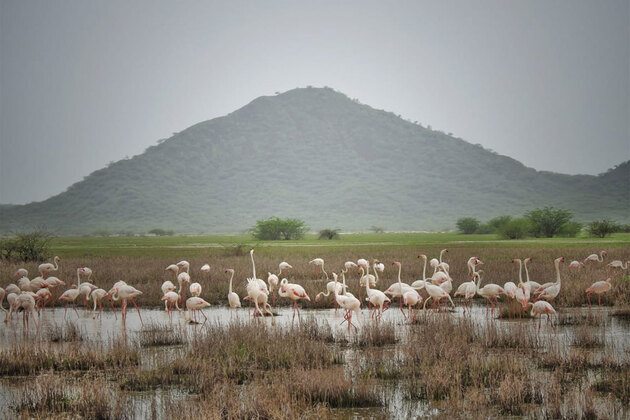 Gujarat: Foreign tourists from over 52 countries regularly visit Chhari-Dhandh to take glimpse of its rich diversity