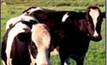 Supplement Gippsland dairy herds with zinc immediately