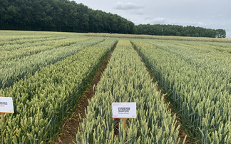 Soft wheat variety provides consistent performance