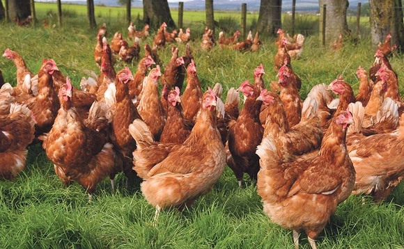 Collaboration key to reducing egg producers' feed costs