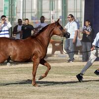 Mideast in Pictures: Arabian horses on show as Egypt's Sharqiya festival opens