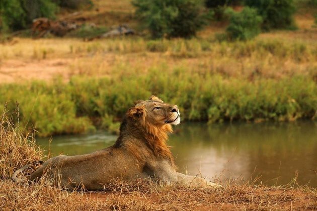 Is govt about to ban canned lion hunting?