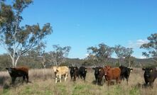 The Bylong Valley in NSW.