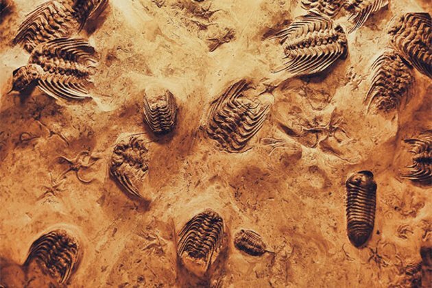Fossil site is 'Rosetta Stone' for understanding early life: Study