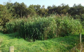 Reed beds help offer solution to reducing runoff pollution risk
