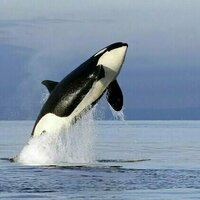 In the Salish Sea, tensions surrounding killer whales and salmon are about more than just fishing