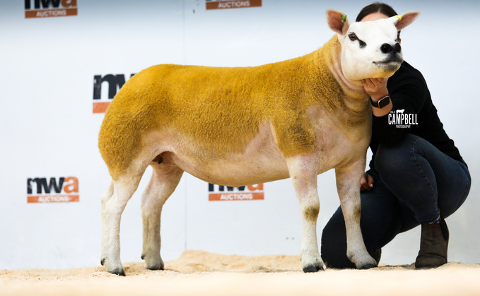 Top price gimmer at 6,000gns from Sportsmans flock