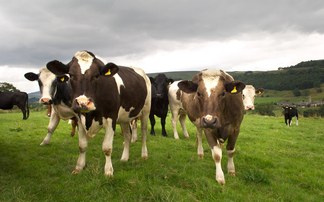 More bluetongue-related abortions and birth defects reported on farms