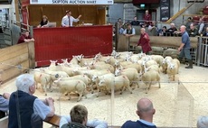 Numbers and averages up at Skipton's opening store lamb sale