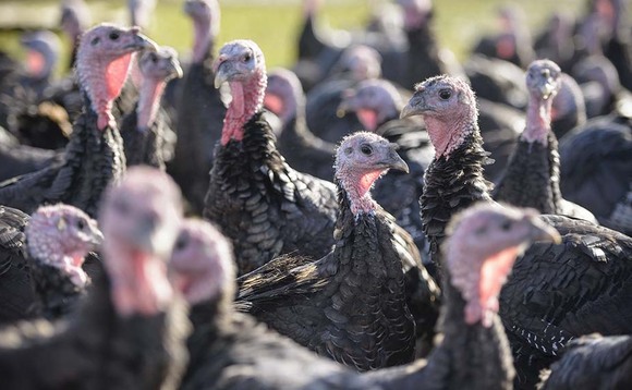 Christmas turkey shortage fears as AI and costs bite